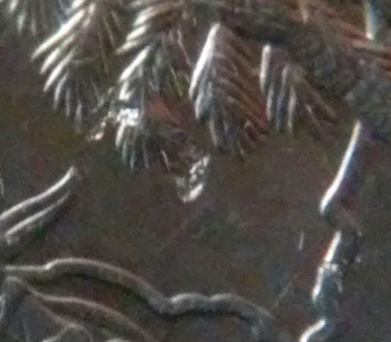 2000-P-South-Carolina